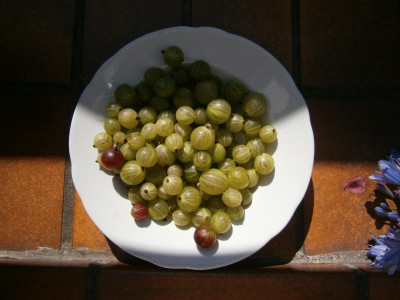 Früchte  2016 002.JPG