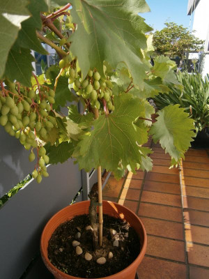 Früchte  2016 004.JPG