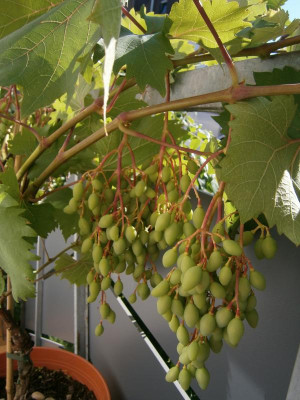 Früchte  2016 003.JPG