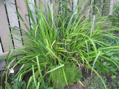 CarexPendula.jpg