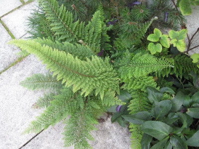 Polystichum.jpg