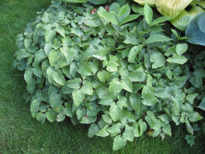Epimedium.jpg