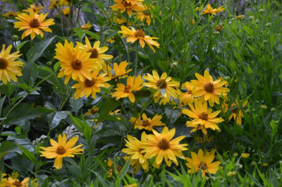 Heliopsis.16-1.jpg
