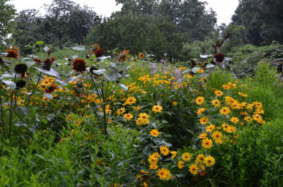 Sonnenblumen.16-1.jpg