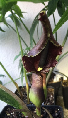 Typhonium giganteum 07-2016.jpg