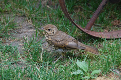 DSC_6247.JPG