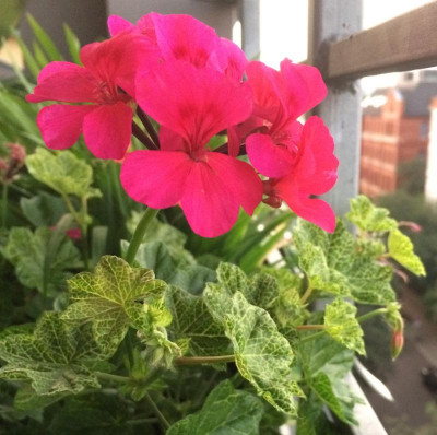 Pelargonium Crocodile 07-2016.jpg