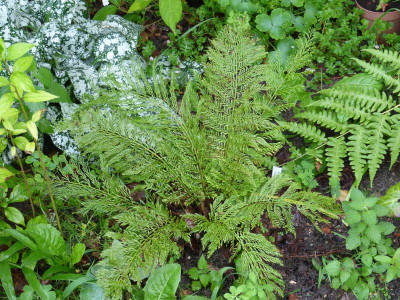 2016-07-27 Farne Polystichum setiferum 'Green Lace'.jpg
