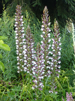 2016-07-27 Acanthus hungaricus.jpg