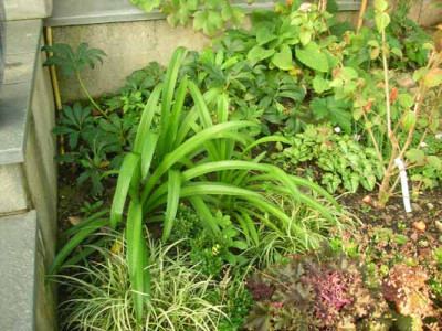 Agapanthus_von_Irisfool.jpg