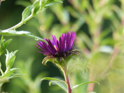 2016-07-27 Aster 'Constance'.jpg