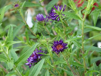 2016-07-27 Aster 'Büchter Nacht'.jpg