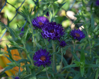 Aster_novae_angliae-BüchterNacht.16-1.jpg