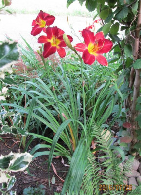 Late Red Baby HorstIMG_2405.jpg