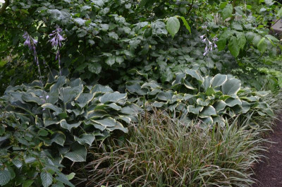 Hosta-RegalSplendor.16-1.jpg