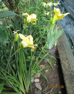 Late Lemonade IMG_2427.jpg