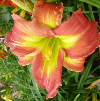 Säml 16-068 Halloween Green x Emerald Starburst.jpg