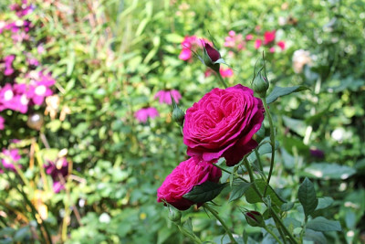 Rose J.W.v.G..JPG