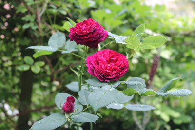 Rose Astrid Gräfin von Hardenberg.JPG