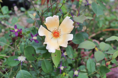 Rose Mrs O.F.JPG