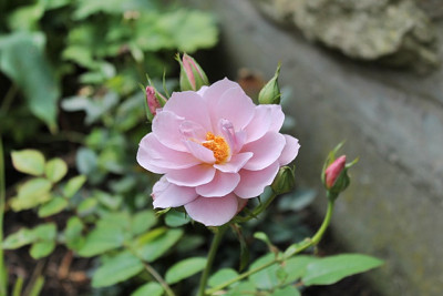 Rose Lavender Pinocchio.JPG