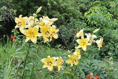 Lilien Wiesenhang.JPG