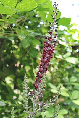Veratrum nigrum.JPG