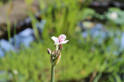 Butomus umbellatus.JPG