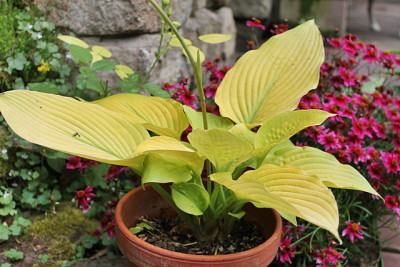 Hosta Kasseler Gold.JPG