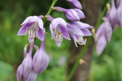 Hosta ventricosa.JPG