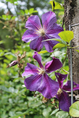 Clematis Star of India.JPG