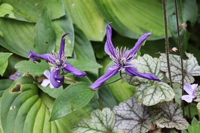 Clematis unbekannt.JPG