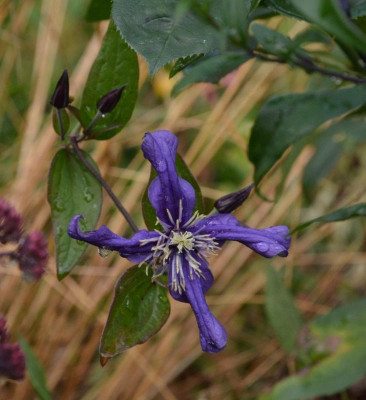Clematis-PetitFaucon.16-1.jpg