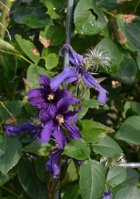 Clematis-PetitFaucon.16-2.jpg