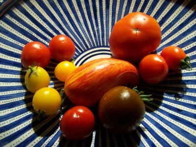 tomatenernte.jpg