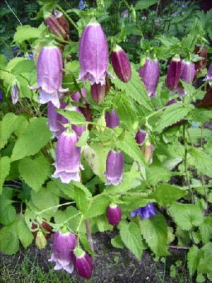 Campanula_punctata_Drachenblut_07.07.06.jpg