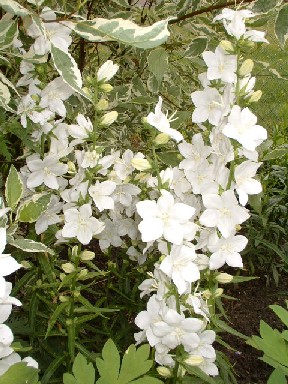 Campanula_persicifolia_sessl._wei.jpg