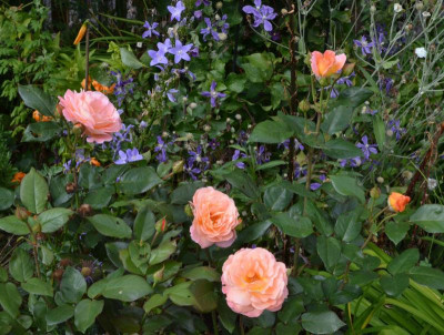 Rose-Rosemary_Harkness.16-1.jpg