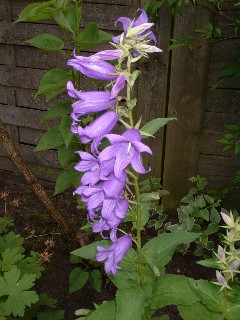 Campanula_latifolia_var._macrantha_blau.jpg