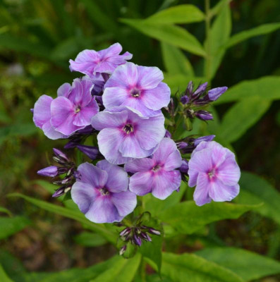 Phlox-Gräfin_von_Schwerin.16-1.jpg