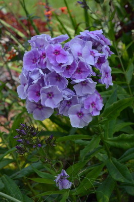 Phlox-Gräfin_von_Schwerin.16-2.jpg