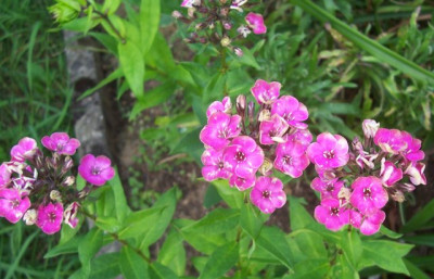 100_6587 Phlox Aureole.jpg
