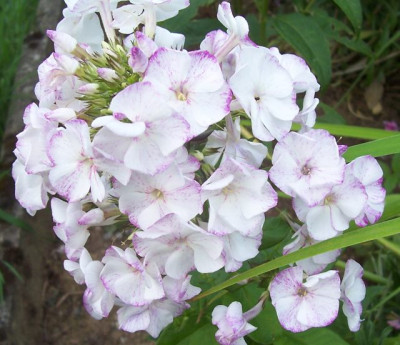 100_6590 Phlox weiß mit Sprenkel.jpg