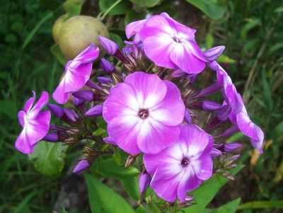 100_6588 Phlox mit weißem Auge.jpg
