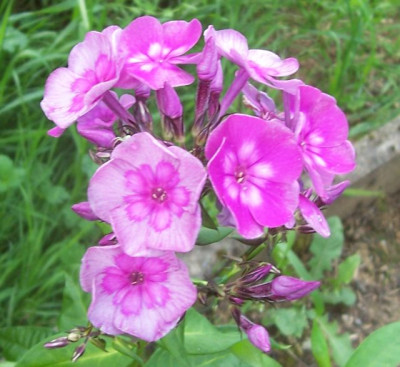 100_6592 Phlox .jpg