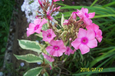 100_6589 pan. Phlox.jpg