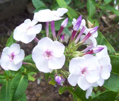 100_6595 Phlox Pallas Athene.jpg