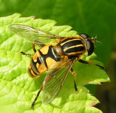 Helophilus_pendulus_-_Sumpfschwebfliege_04.jpg