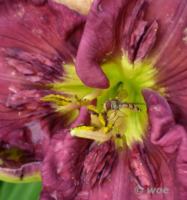 Texas Feathered Fancy Detail 2011 2.jpg