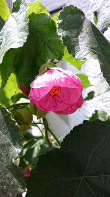 DSC_1168.JPG